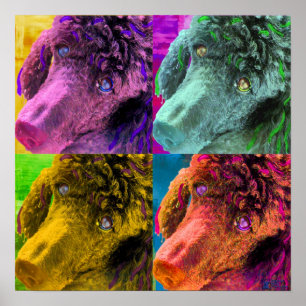 Poodle Pop Art Colorado Poster