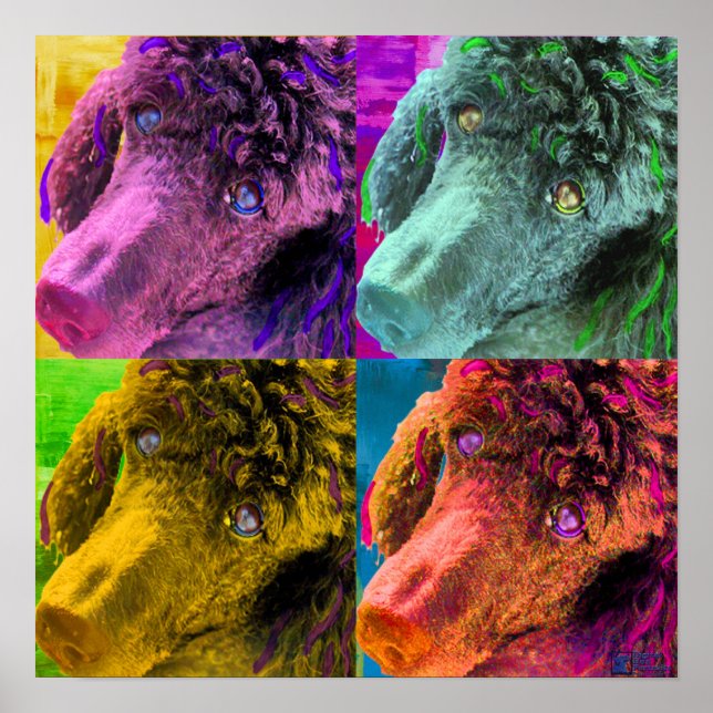 Poodle Pop Art Colorado Poster (Vorne)