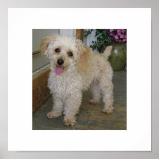 Poodle Poster