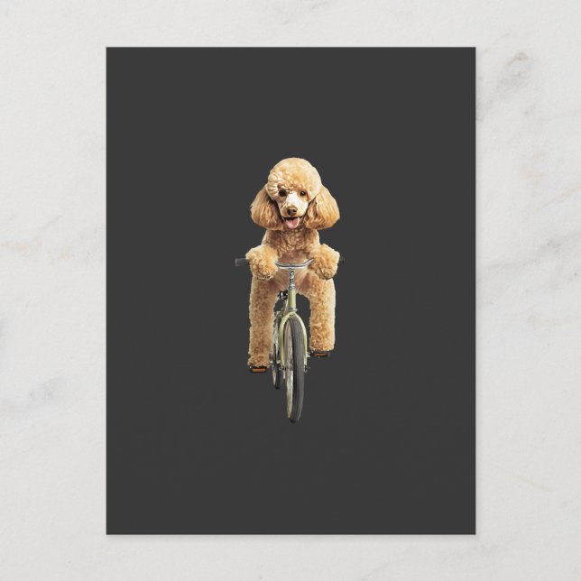 Poodle  postkarte (Vorderseite)