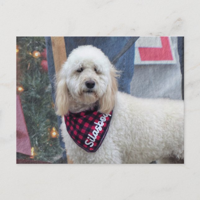 Poodle Postkarte (Vorderseite)