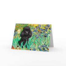 Poodle (schwarz 1) - Ire