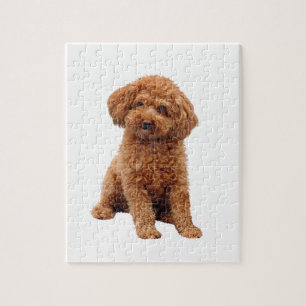 Poodle - Spielzeug (Aprikose)