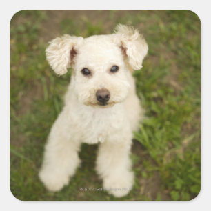 Poodle (weiß) quadratischer aufkleber