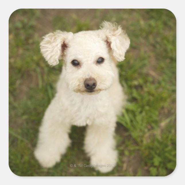 Poodle (weiß) quadratischer aufkleber (Vorderseite)