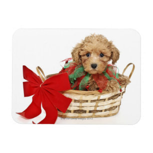 Poodle Welpe sitzt im Weihnachtskorb Magnet