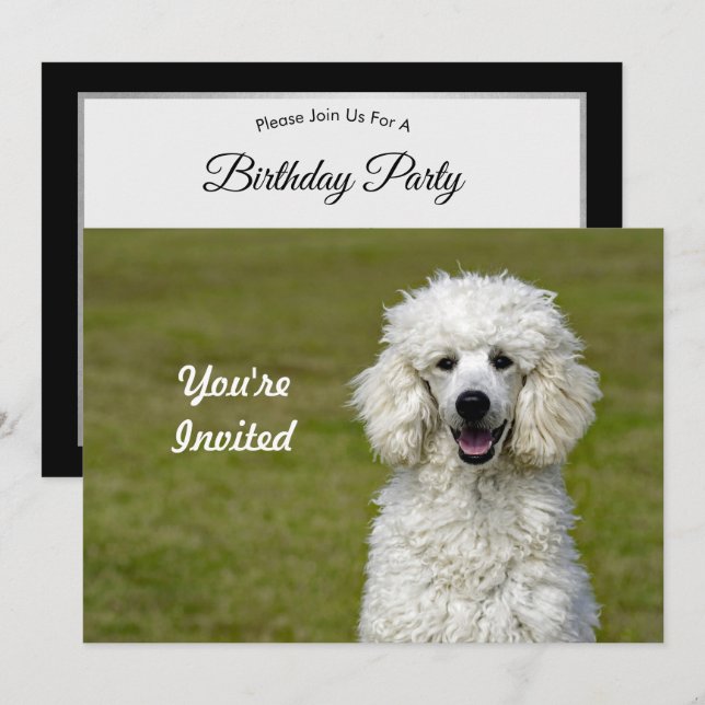 Poodle White Dog Foto Geburtstag Einladung (Vorne/Hinten)