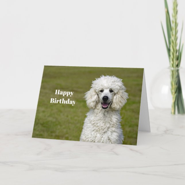 Poodle White Dog Foto Geburtstag Karte (Vorderseite)
