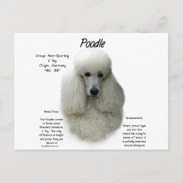 Poodle (wht) History Design Postkarte