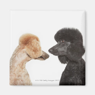 Poodles, die einander untersuchen magnet