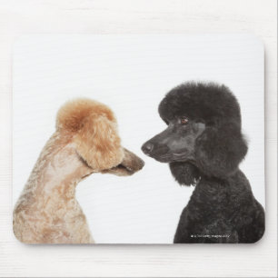 Poodles, die einander untersuchen mousepad