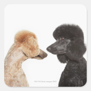 Poodles, die einander untersuchen quadratischer aufkleber