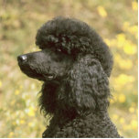 Poodschwarz Fotoskulptur Schlüsselanhänger<br><div class="desc">p</div>