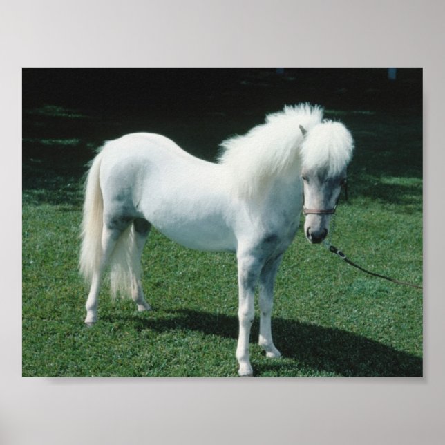 Poofy White Pony Poster (Vorne)