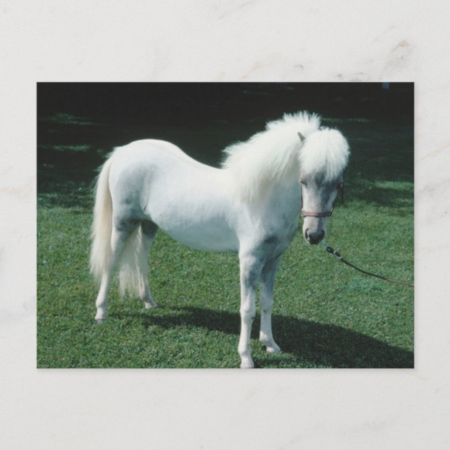 Poofy White Pony Postkarte (Vorderseite)