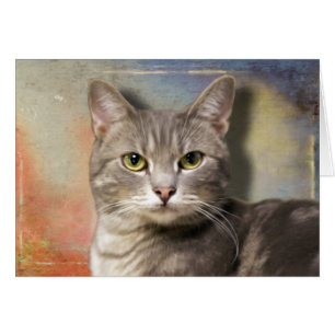 Pookie die graue Katze