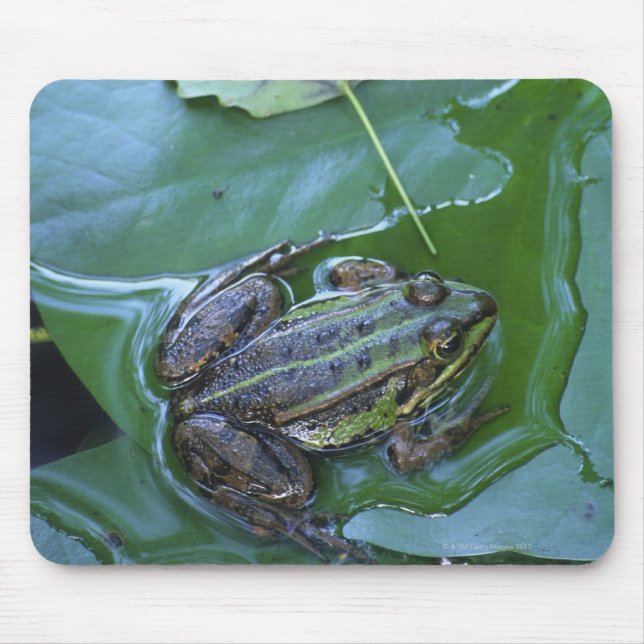 Pool Frog, Amperauen, Deutschland Mousepad (Vorne)