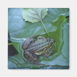 Pool-Frosch, Amperauen, Deutschland Magnet