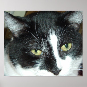 Pop Art Cat Poster