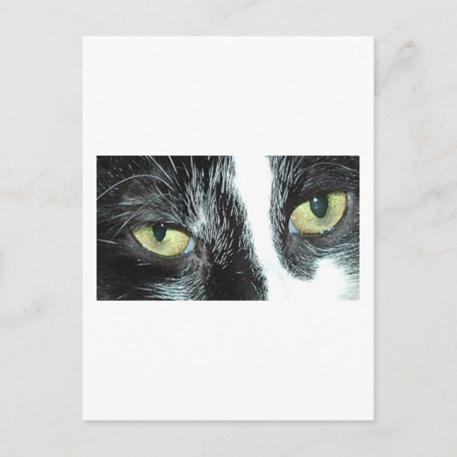 Pop Art Cat Postkarte (Vorderseite)
