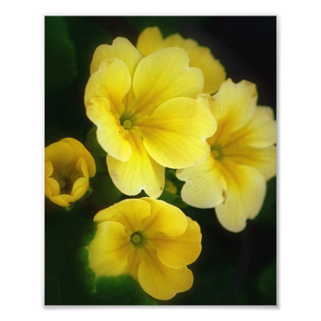Pop aus gelbem 8x10-Foto Fotodruck (Vorne)