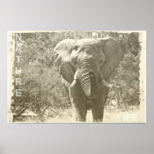 Pop von Elefanten Poster
