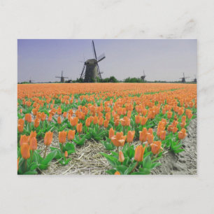 Popart Windmills Orange Tulips Postcard Postkarte