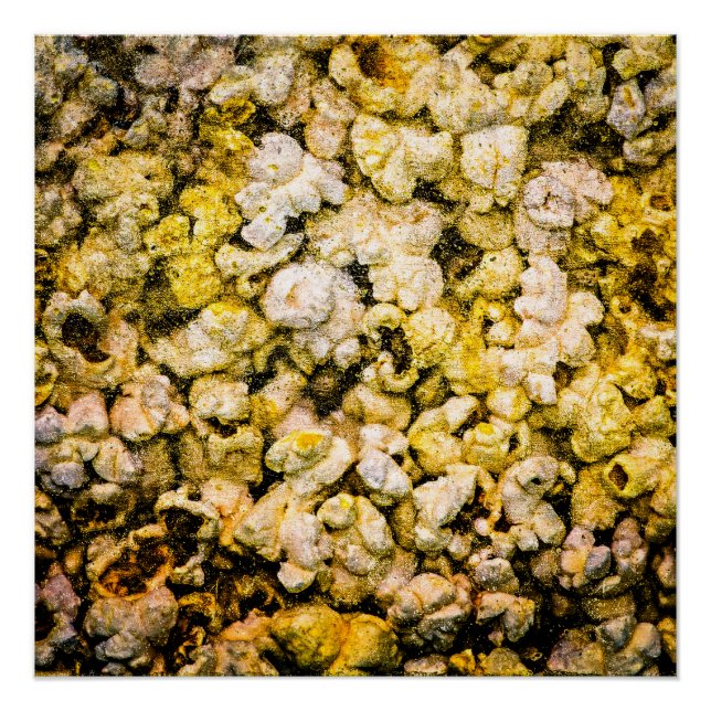 Popcorn Poster (Vorderseite)