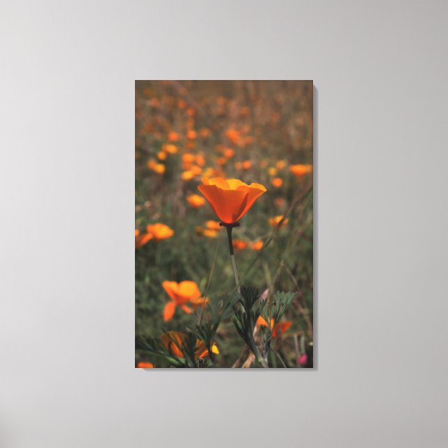 Poppen Leinwanddruck (Vorderseite)