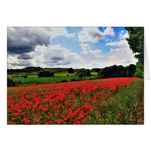 Poppies