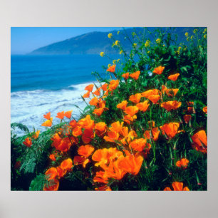 Poppies along the Pacific Coast near Big Sur Poster
