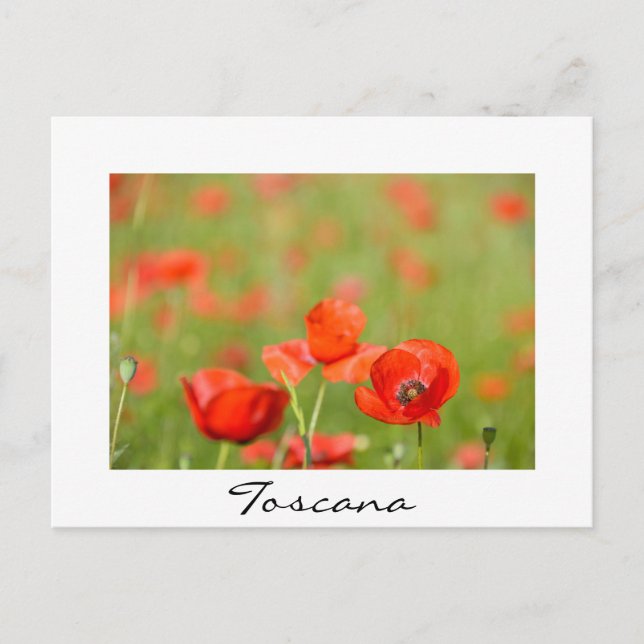 Poppies dans un champ de pavot blanc texte carte p (Devant)