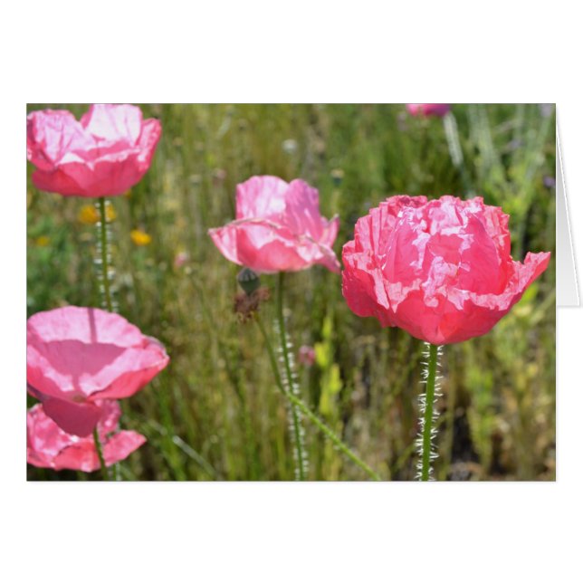 Poppies de l'Islande rose (Devant horizontal)