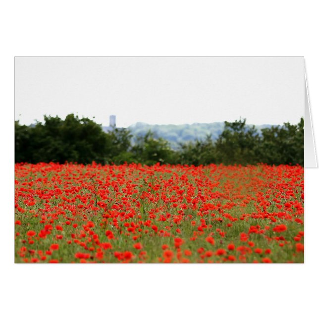 Poppies-Feld (Vorderseite (Horizontal))