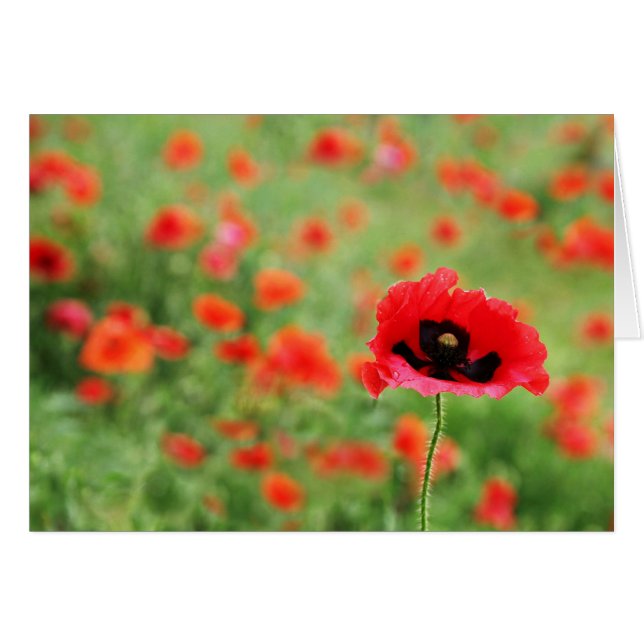 Poppies-Feld (Vorderseite (Horizontal))