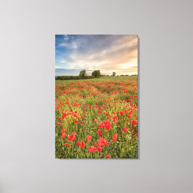 Poppies-Feld Leinwanddruck (Vorderseite)