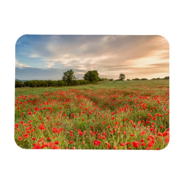 Poppies-Feld Magnet (Horizontal)