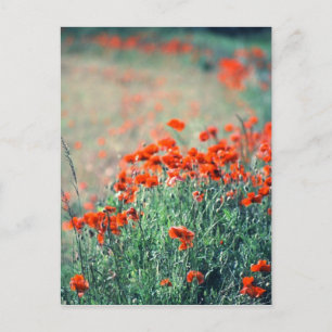 Poppies-Feld   Postkarte