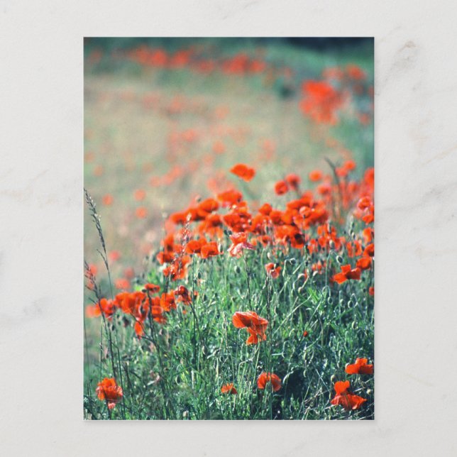 Poppies-Feld | Postkarte (Vorderseite)