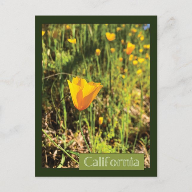 Poppies-Feld Postkarte (Vorderseite)