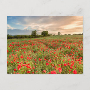 Poppies-Feld Postkarte