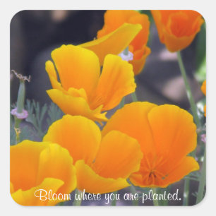 Poppies - Fleur où les autocollants plantés