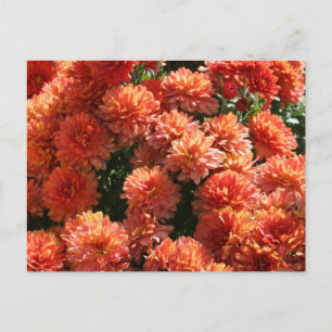Poppies I Postkarte
