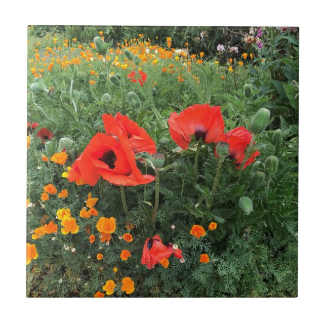 Poppies in einem Englischen Garten Fliese (Vorderseite)