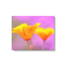 Poppies