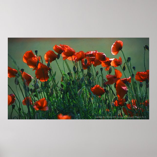 Poppies Nr. 3 | Canvas Print Poster (Vorne)