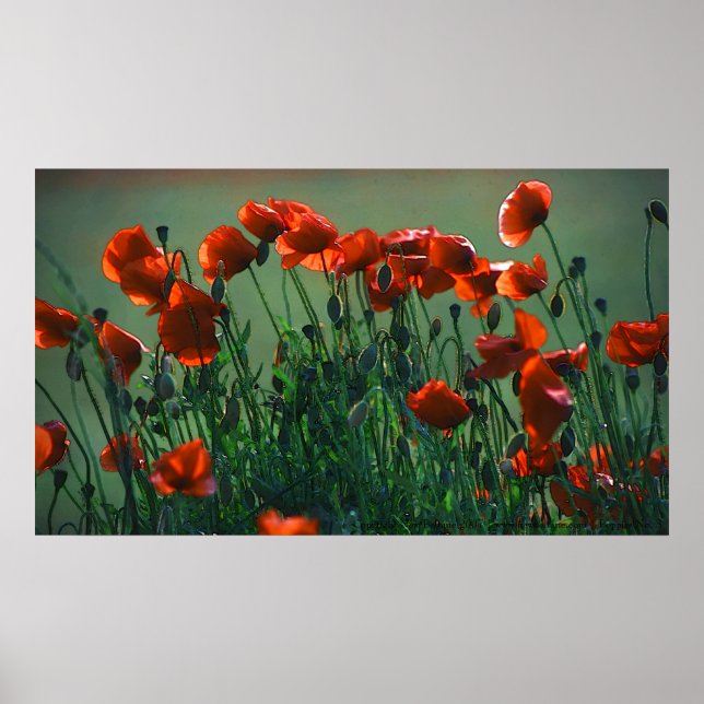 Poppies Nr. 3 | Poster (Vorne)