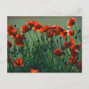 Poppies Nr. 3   Postkarte