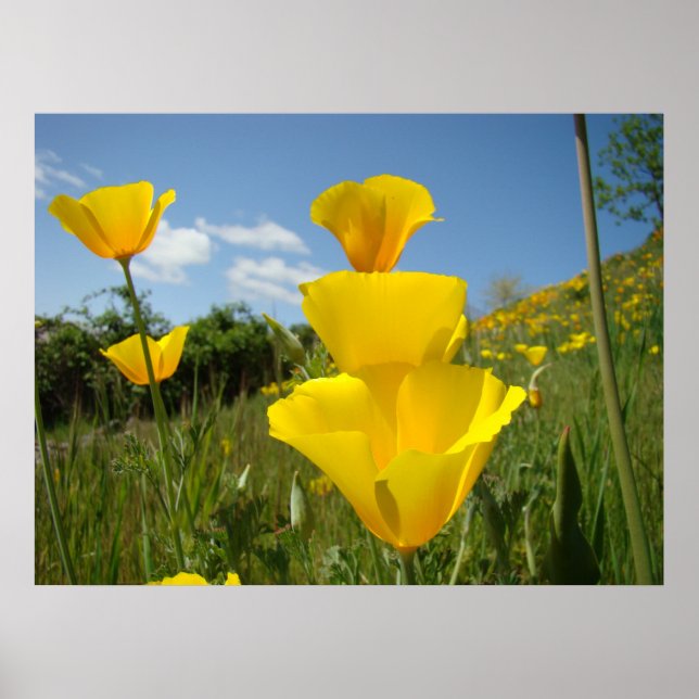 POPPIES Orange Poppy Blume Kunst, Kunst und Gerahm Poster (Vorne)