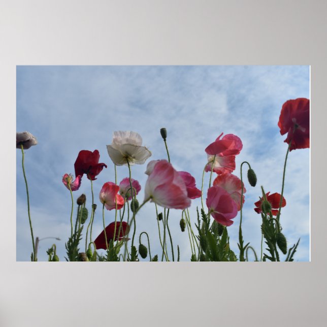 Poppies Poster (Vorne)